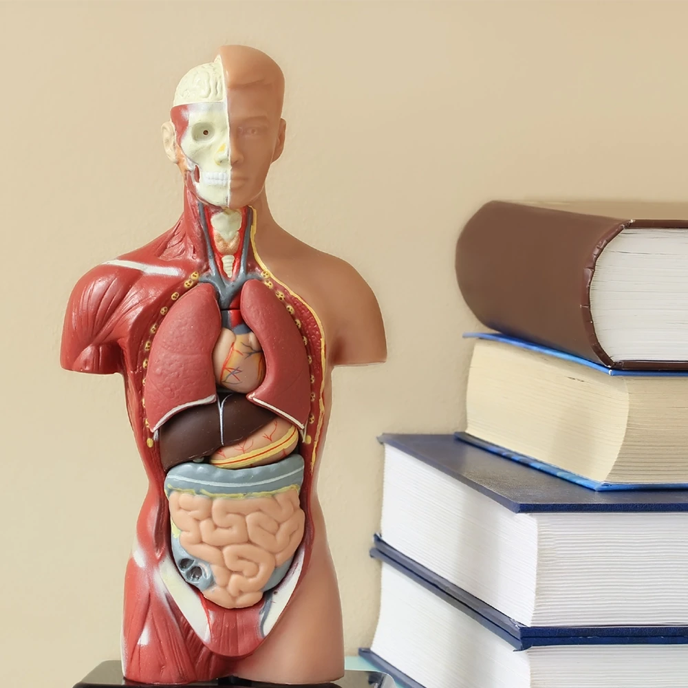 Illustration of human anatomy