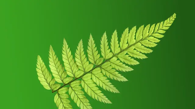 Fern leaf design