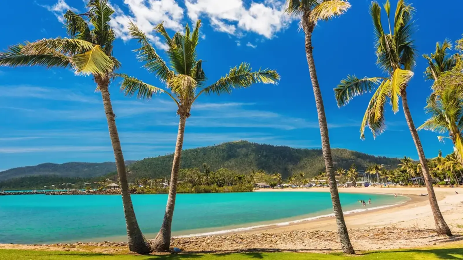 Image of a tropical beach with palm tree's in Queensland