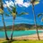 Image of a tropical beach with palm tree's in Queensland
